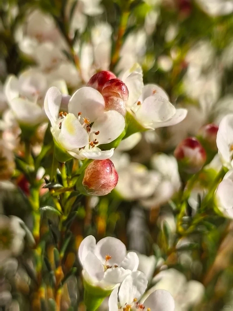 Hình nền hoa thanh liễu lãng mạn gợi cảm xúc ngọt ngào