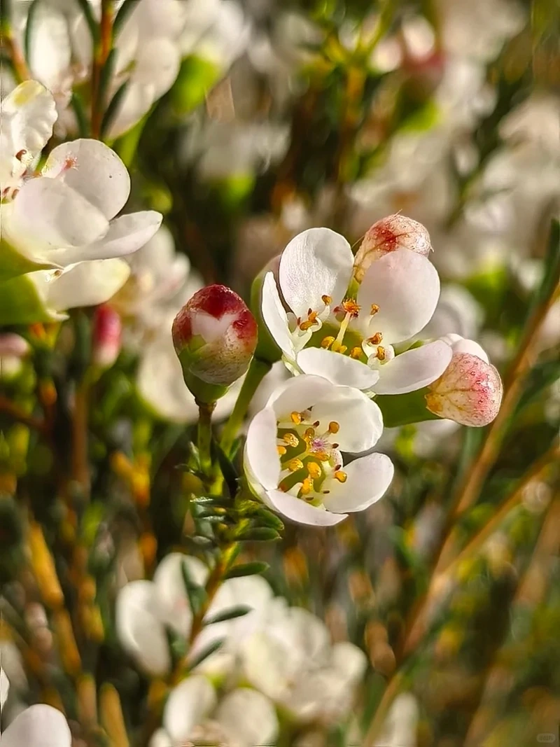 Hình nền hoa thanh liễu tinh tế thể hiện gu thẩm mỹ