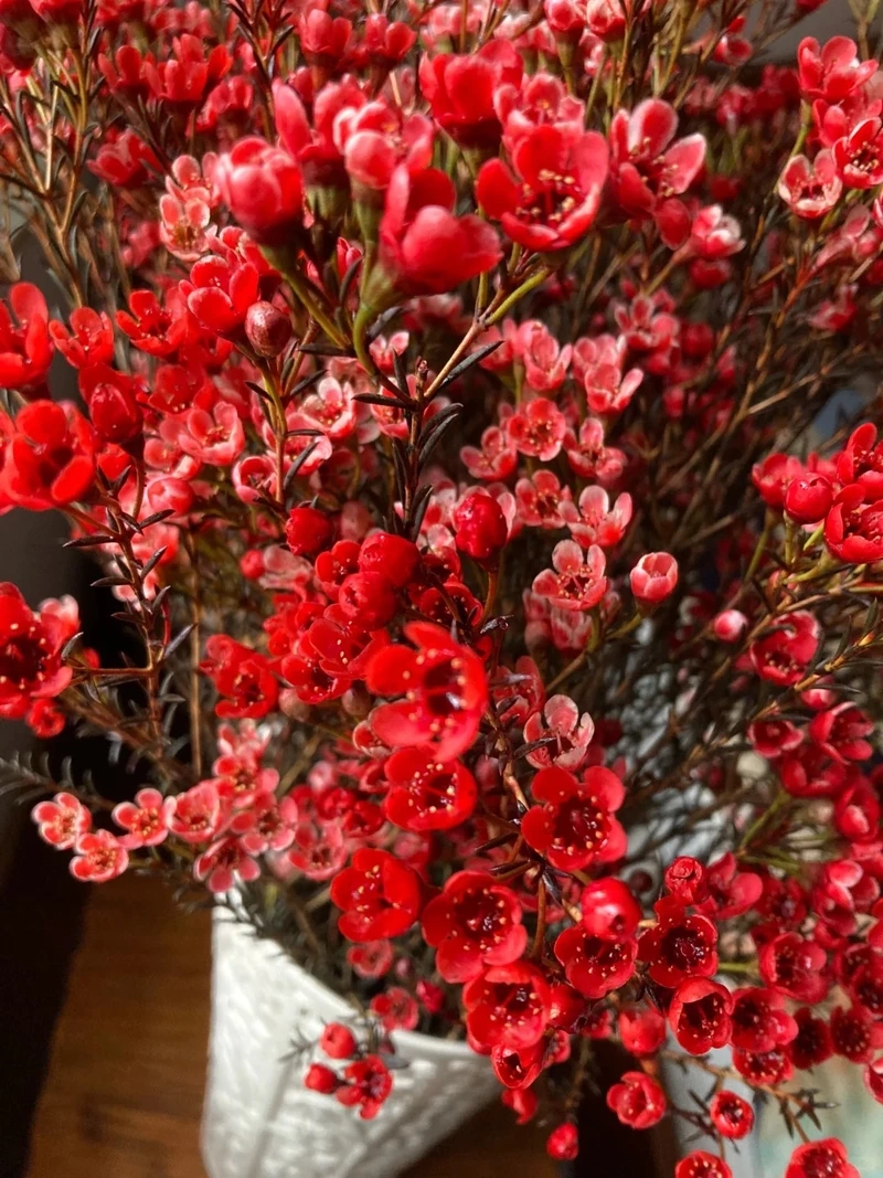 Hình nền hoa thanh liễu chụp gần tôn nét đẹp tự nhiên