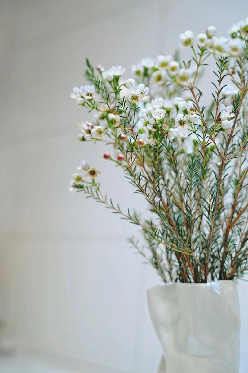 Hình nền hoa thanh liễu hoa nở lan tỏa sức sống xuân