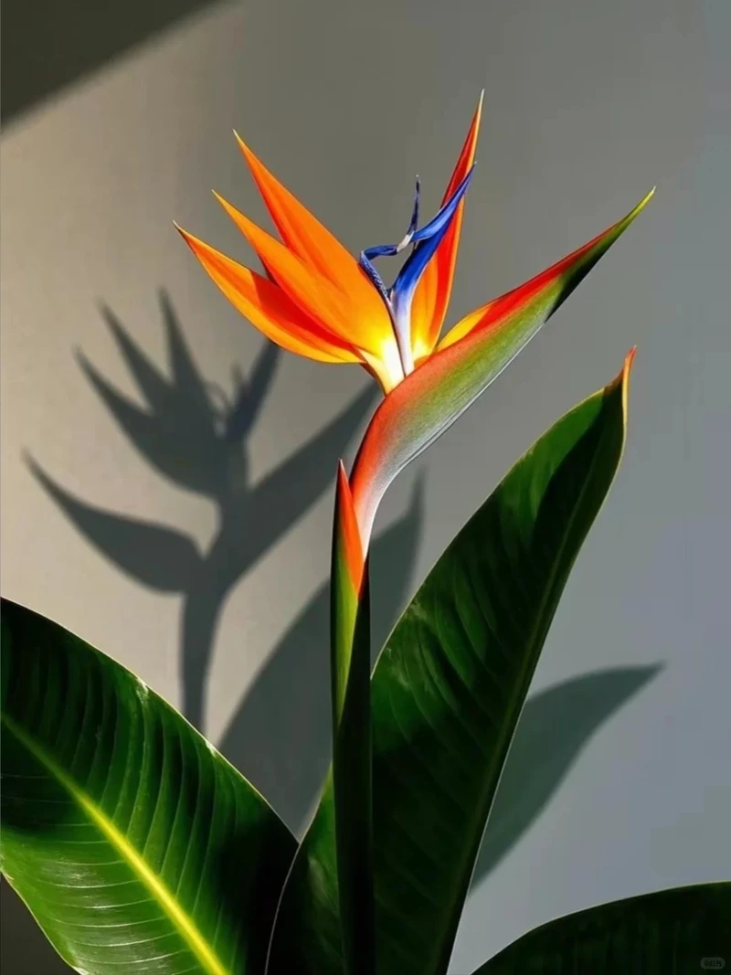 Chất lượng hiển thị cao từ hình nền hoa thiên điểu full hd