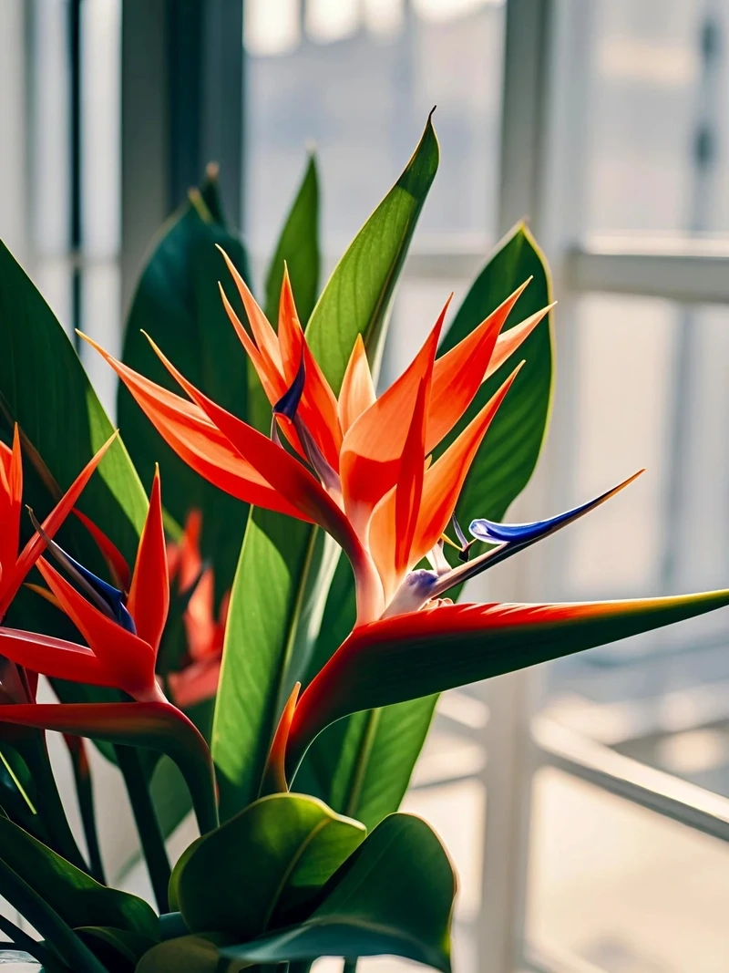 Khám phá vẻ cuốn hút của hình nền hoa thiên điểu đẹp