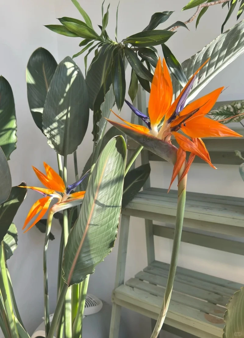 Gu thẩm mỹ nổi bật cùng hình nền hoa thiên điểu nghệ thuật