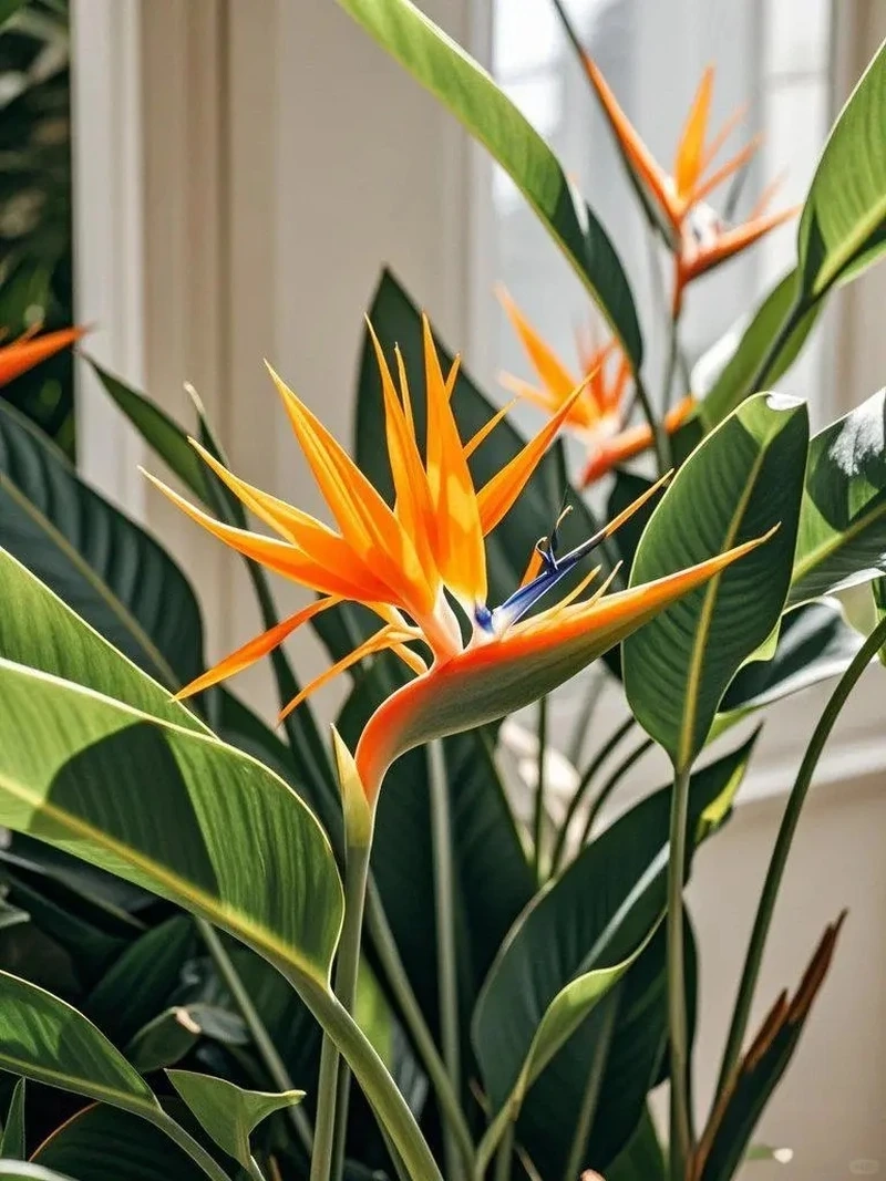 Ngắm nhìn cảnh sắc qua hình nền hoa thiên điểu phong cảnh