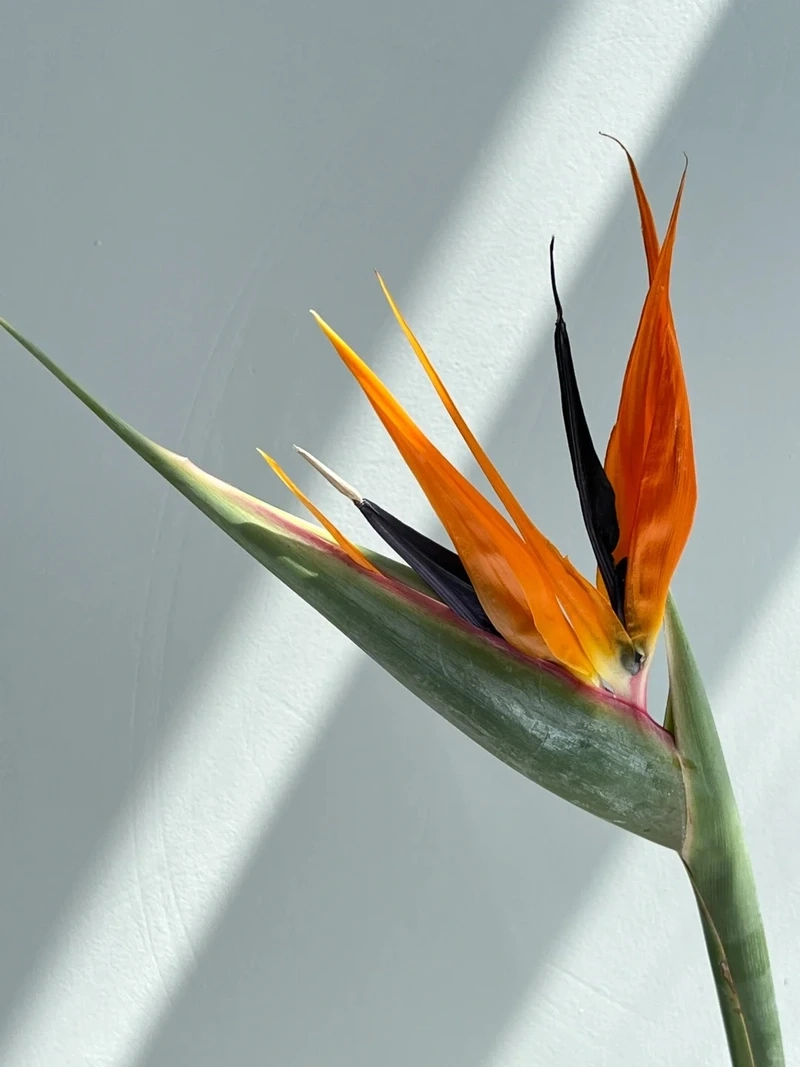 Phong cách tinh giản với hình nền hoa thiên điểu tối giản