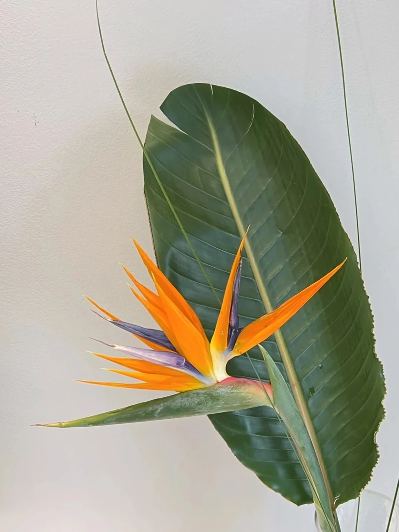 Tối ưu giao diện bằng hình nền hoa thiên điểu làm hình nền điện thoại