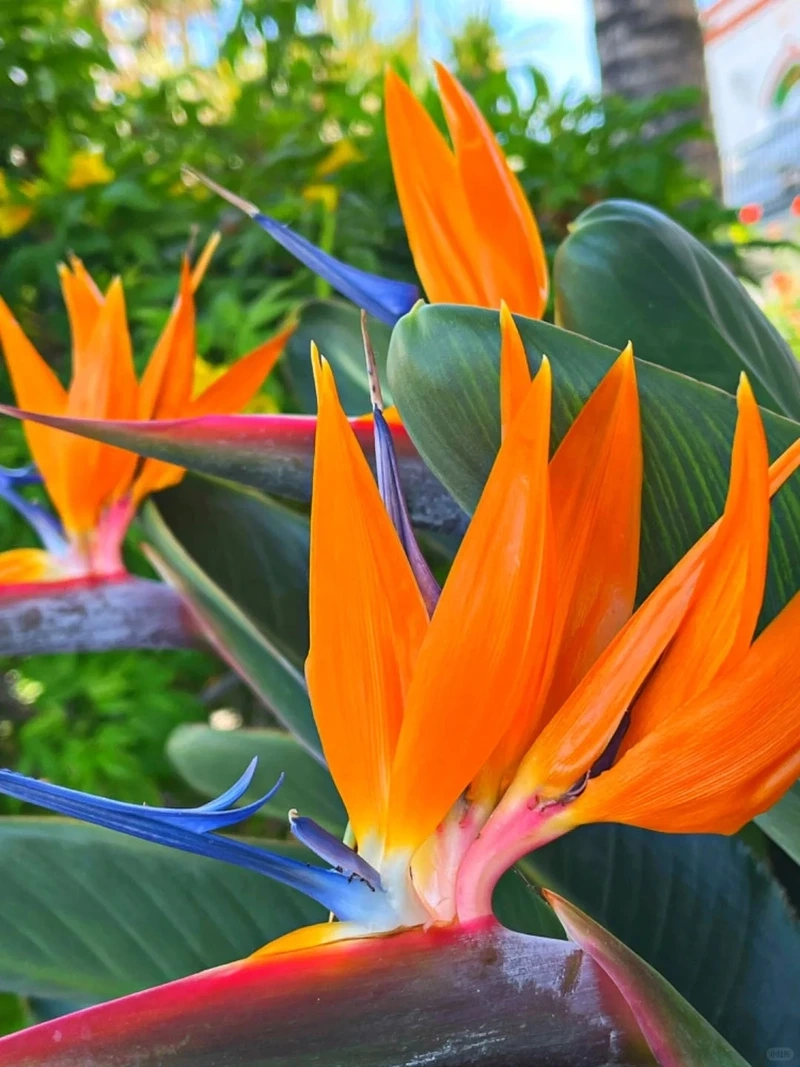 Trải nghiệm mượt mà cùng hình nền hoa thiên điểu chất lượng cao