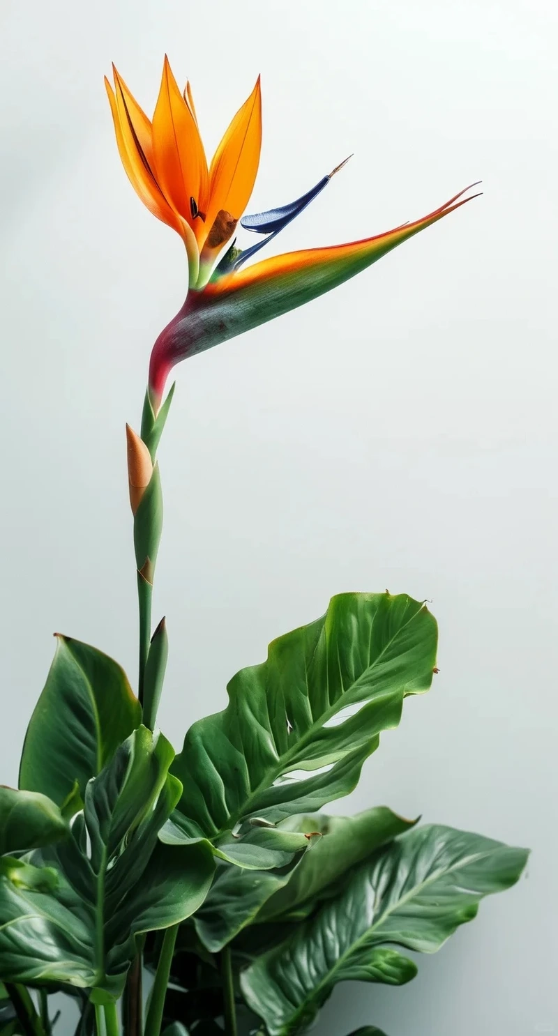 Hơi thở nhiệt đới trong hình nền hoa thiên điểu hoa nhiệt đới