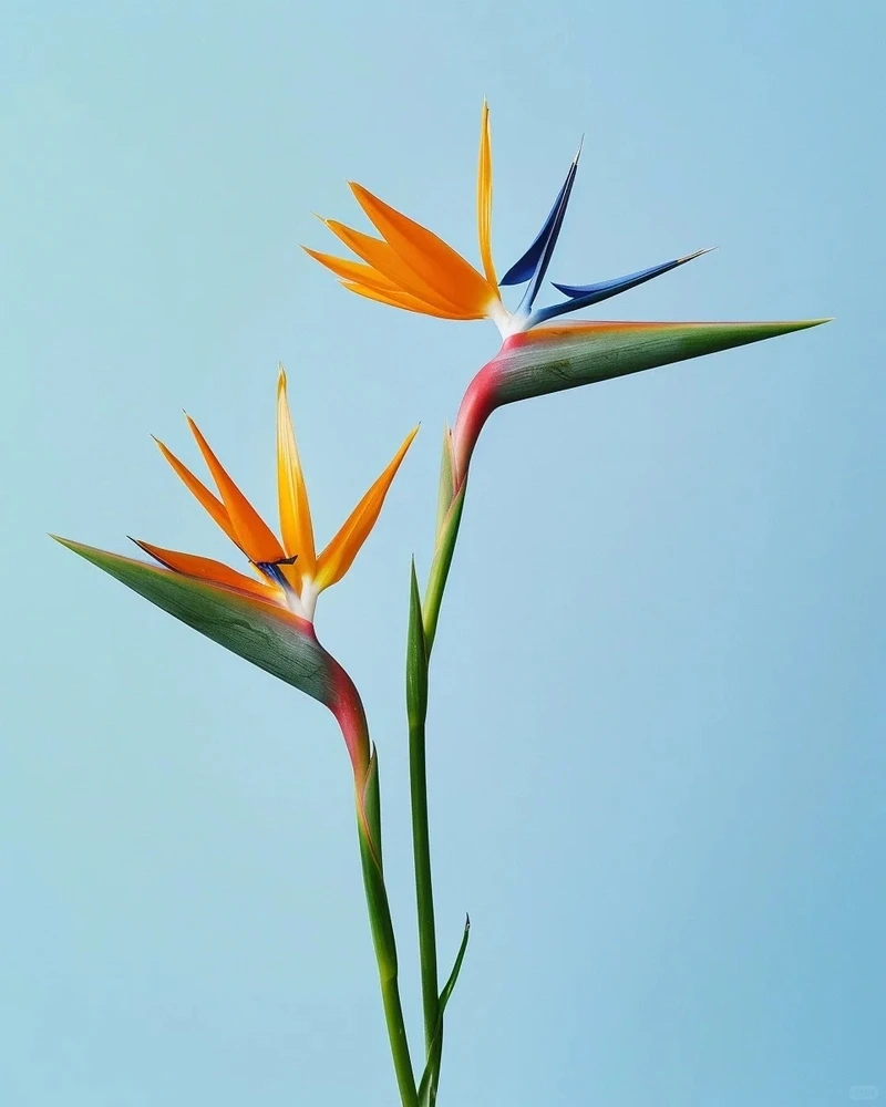 Cảm hứng sáng tạo với hình nền hoa thiên điểu phong cách nghệ thuật