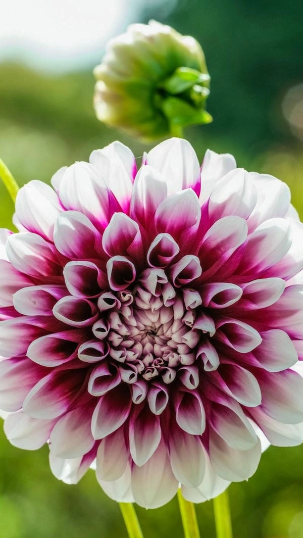 Ảnh đẹp hoa thược dược mang nét kiêu hãnh riêng