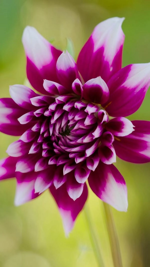 Hình nền hoa thược dược tết rực rỡ không khí xuân