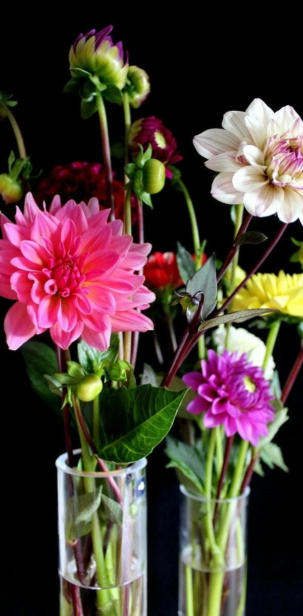 Hình nền bông thược dược khoe trọn sắc hoa tươi