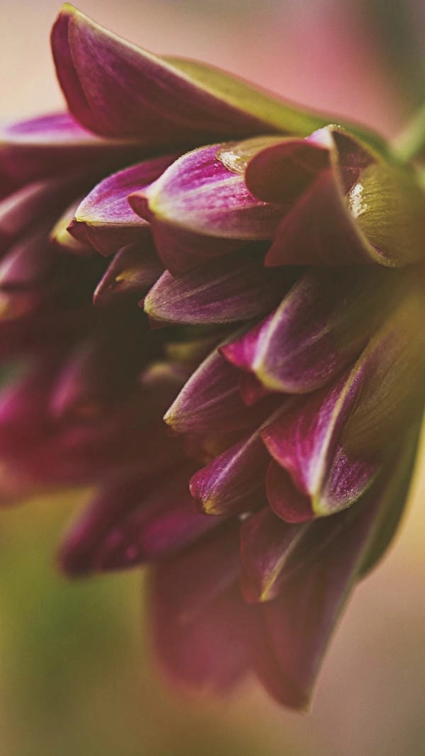 Ảnh hoa thược dược nghệ thuật giàu chiều sâu cảm xúc