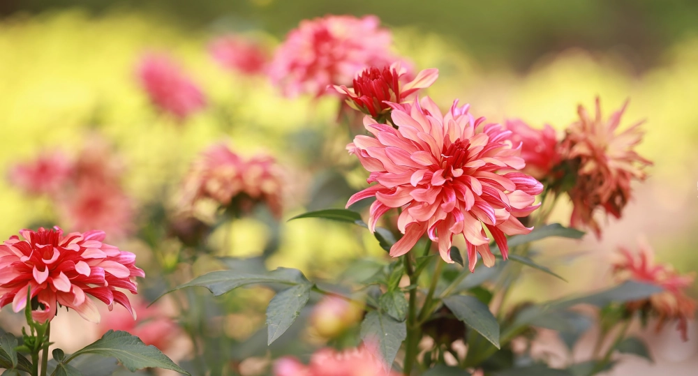 Hình hoa thược dược tươi tắn giữa không gian xuân