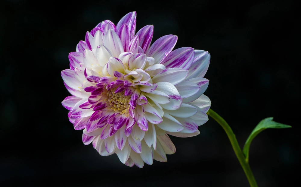 Ảnh hoa thược dược đẹp nổi bật sắc hoa quyến rũ