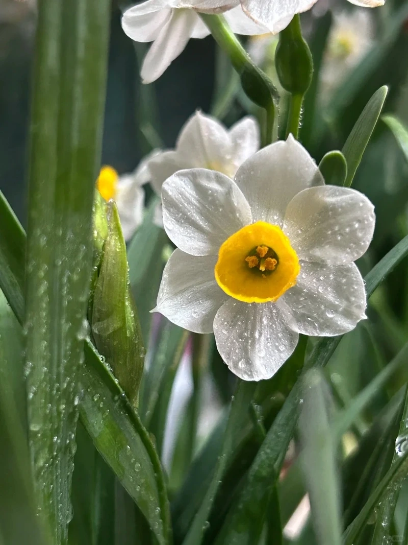 Hình nền hoa thủy tiên phong thủy cân bằng năng lượng tốt