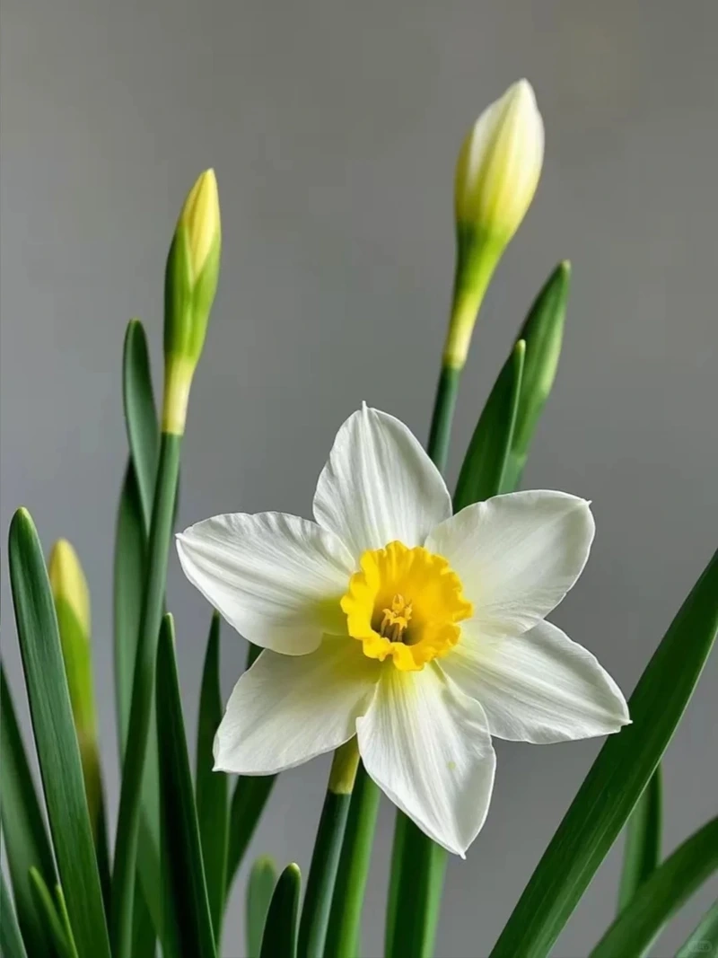 Hình nền hoa thủy tiên nhẹ nhàng giúp thư giãn tâm trí