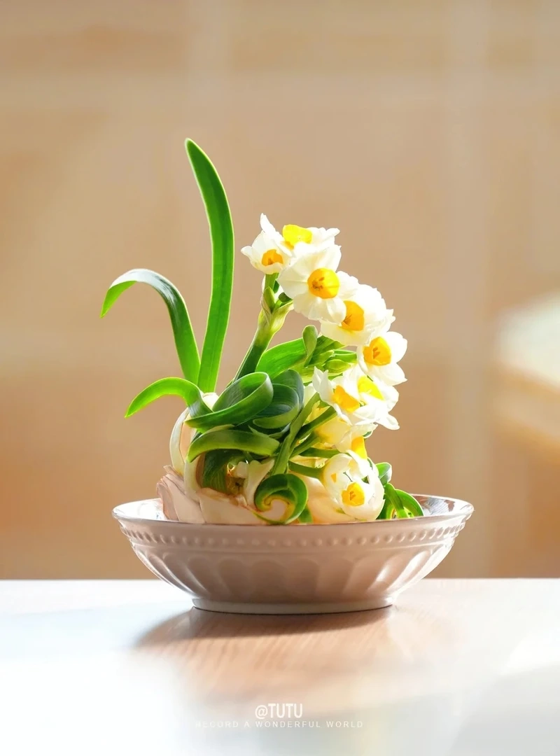 Hình nền hoa thủy tiên vàng rực rỡ mang cảm giác ấm áp