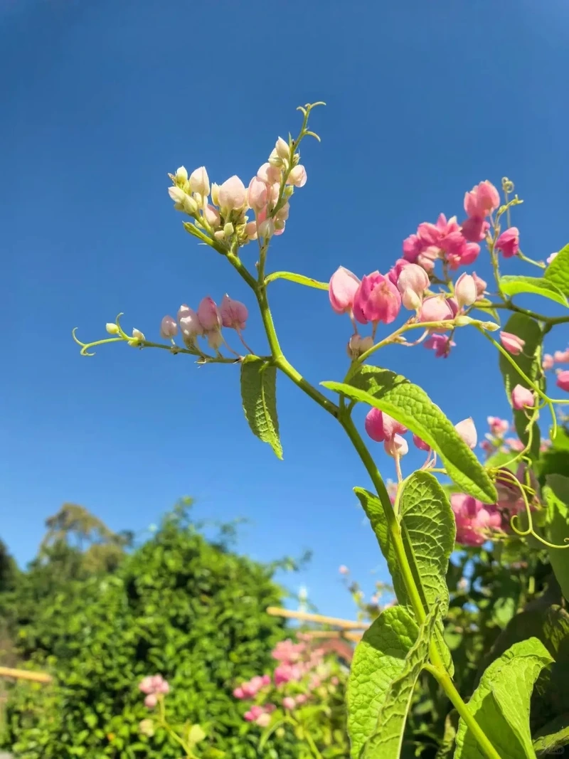 Ý nghĩa của hình nền hoa tigon 