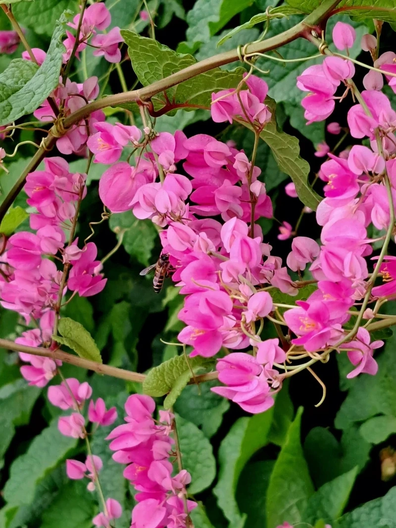 Làm mới màn hình bằng hình nền hoa tigon cho điện thoại xinh xắn