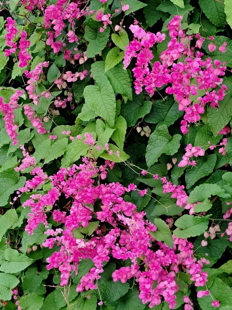 Trải nghiệm sắc nét với hình nền hoa tigon full hd cuốn hút