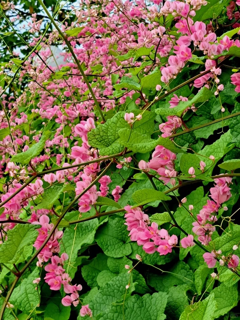 Lưu ngay hình nền hoa tigon lãng mạn cho khoảnh khắc yêu thương
