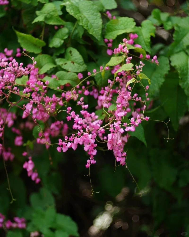 Thưởng thức hình nền hoa tigon đẹp cho ngày mới dịu dàng