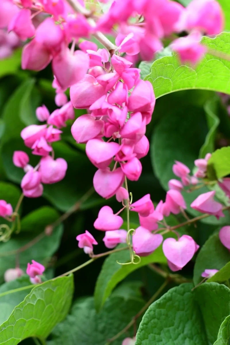 Trải nghiệm sắc nét đỉnh cao cùng hình nền hoa tigon 4k