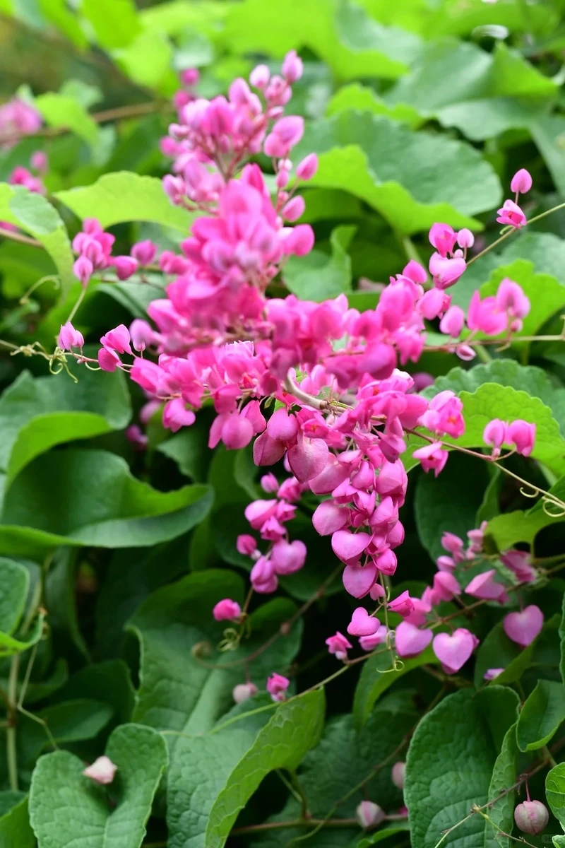 Thả lỏng tâm hồn với hình nền hoa tigon chill