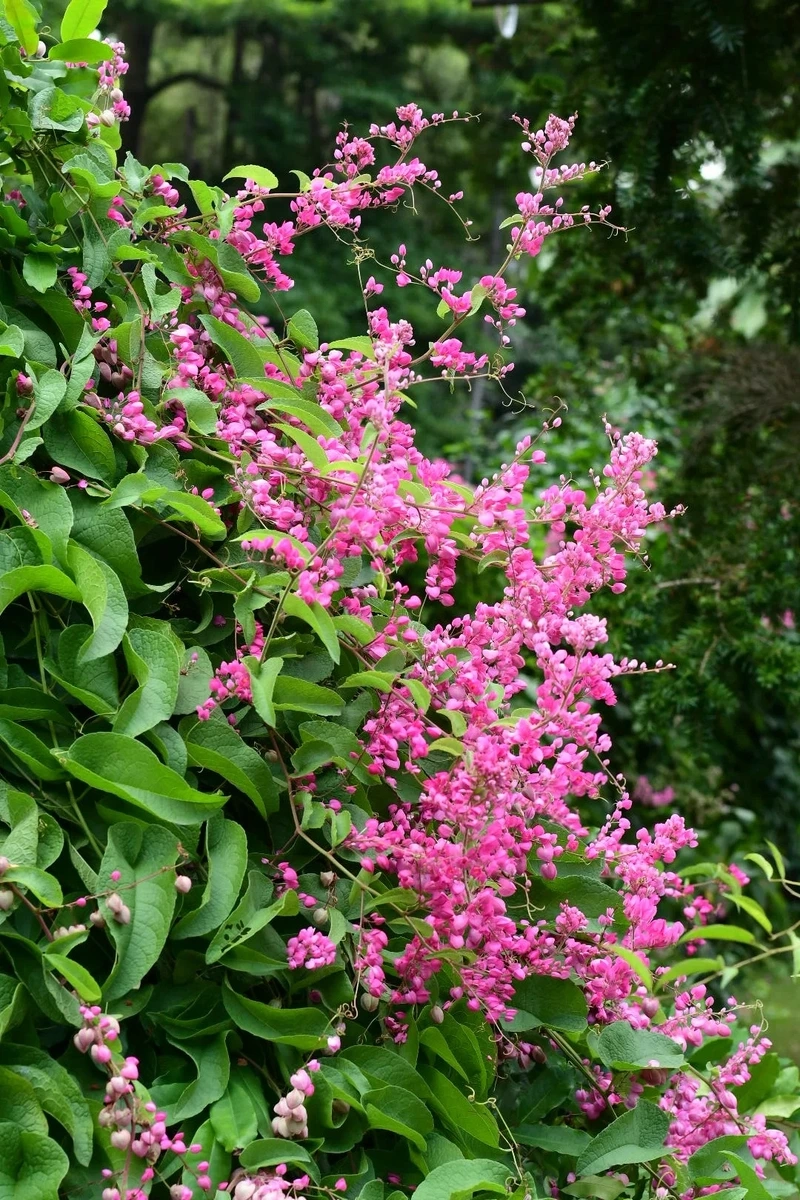 Tạo điểm nhấn bằng hình nền hoa tigon làm background