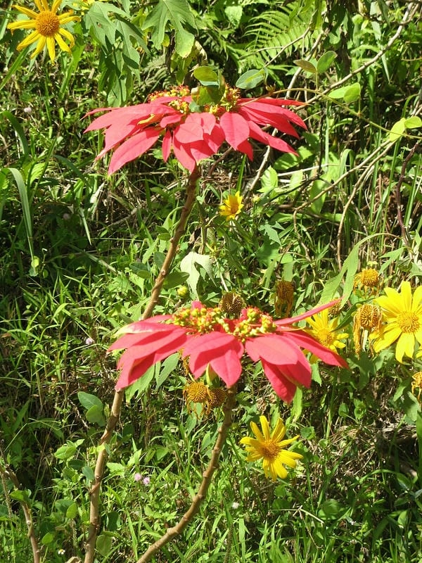 Hình nền hoa trạng nguyên full hd tươi sáng