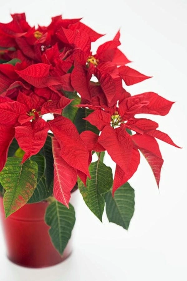 Wallpaper hoa trạng nguyên rực rỡ đầy năng lượng