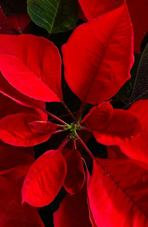 Hình nền đẹp hoa trạng nguyên mang khí xuân