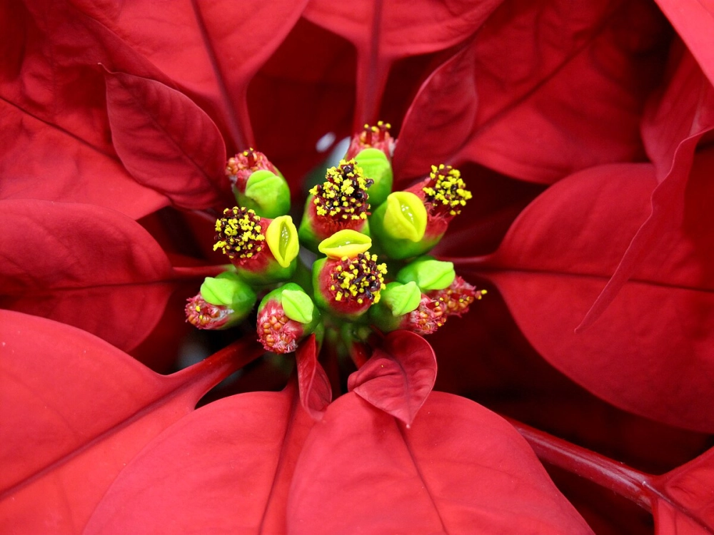 Hình ảnh hoa trạng nguyên tươi sáng đầy sức sống