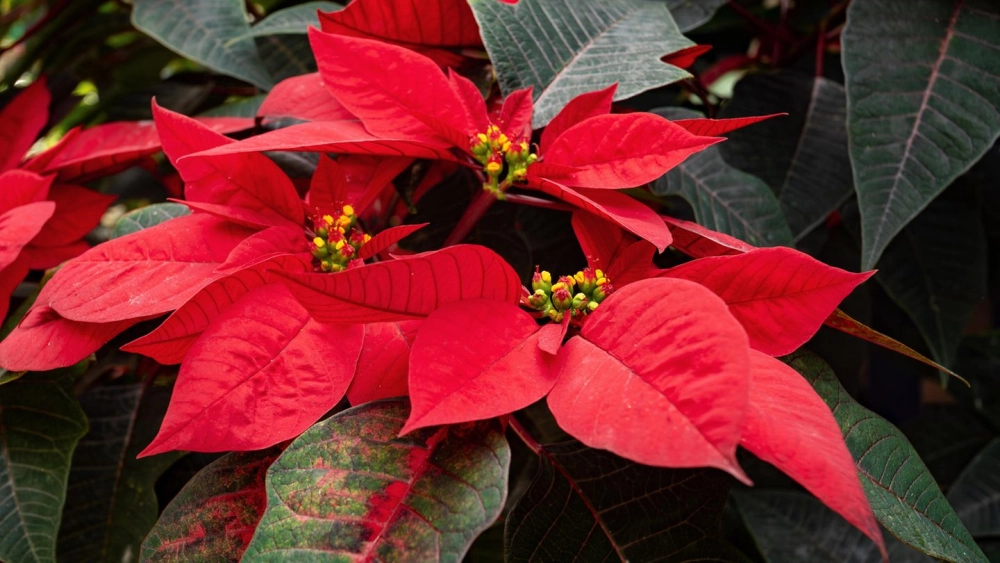 Hình nền hoa trạng nguyên đẹp sang trọng cuốn hút