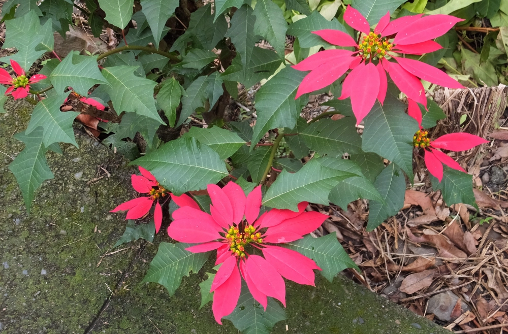 Ảnh nền hoa trạng nguyên lan tỏa không khí xuân