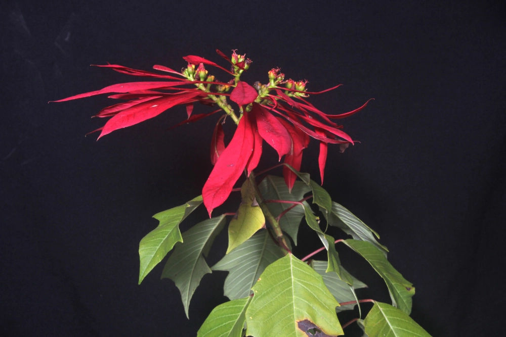 Background hoa trạng nguyên nổi bật không gian tết