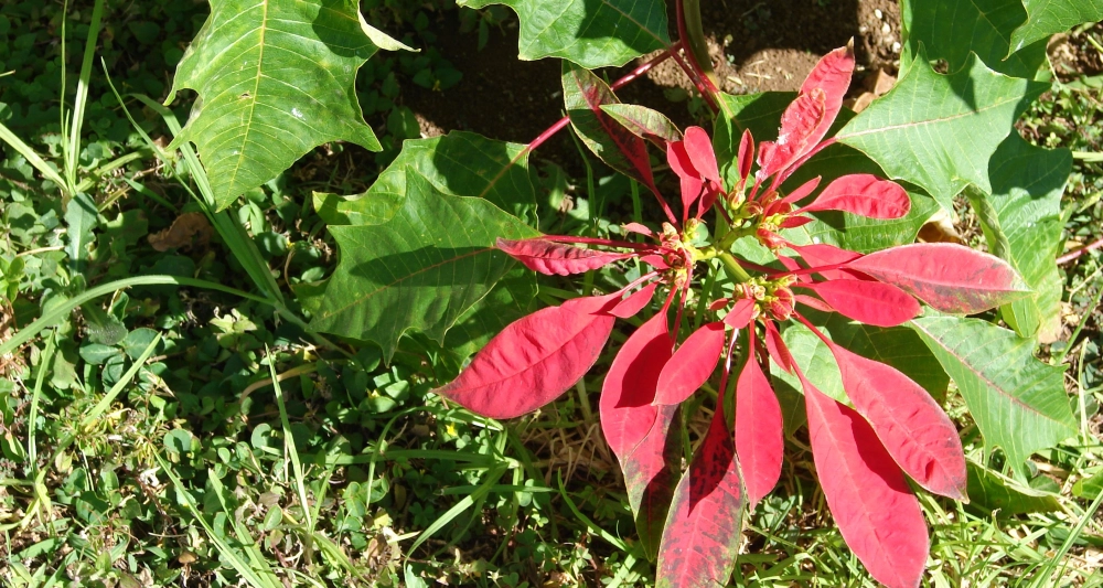 Hình nền hoa trạng nguyên cho điện thoại rực rỡ