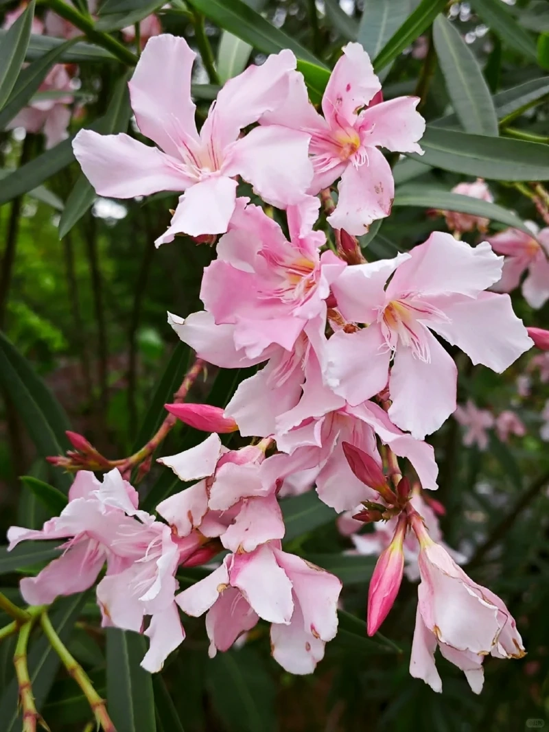 Ý nghĩa của hình nền hoa trúc đào