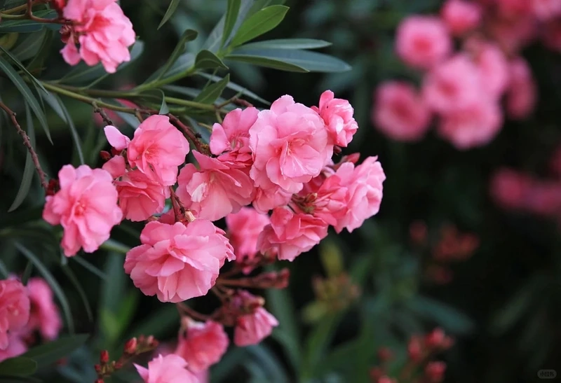 Nâng tầm hiển thị cùng hình nền hoa trúc đào 4k