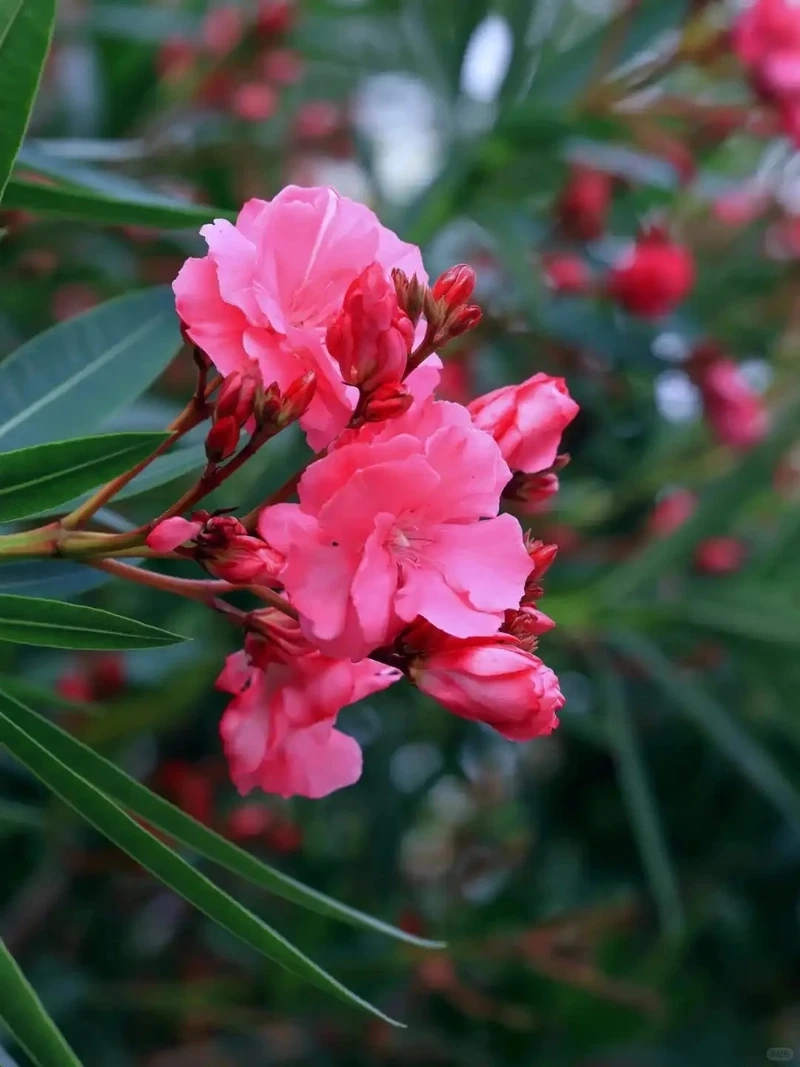 Trải nghiệm hình ảnh sắc nét với hình nền hoa trúc đào full hd