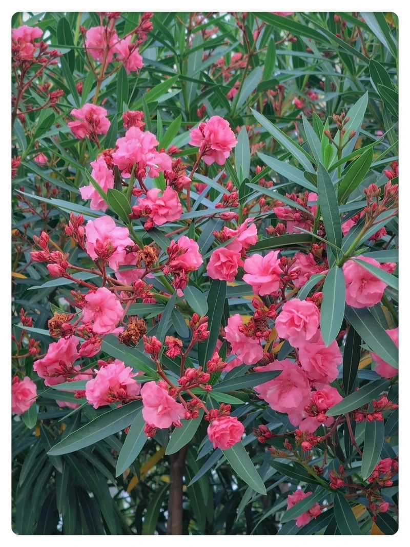 Gu thẩm mỹ nổi bật cùng hình nền hoa trúc đào nghệ thuật