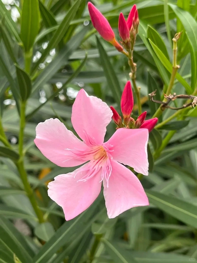 Gần gũi thiên nhiên với hình nền hoa trúc đào tự nhiên