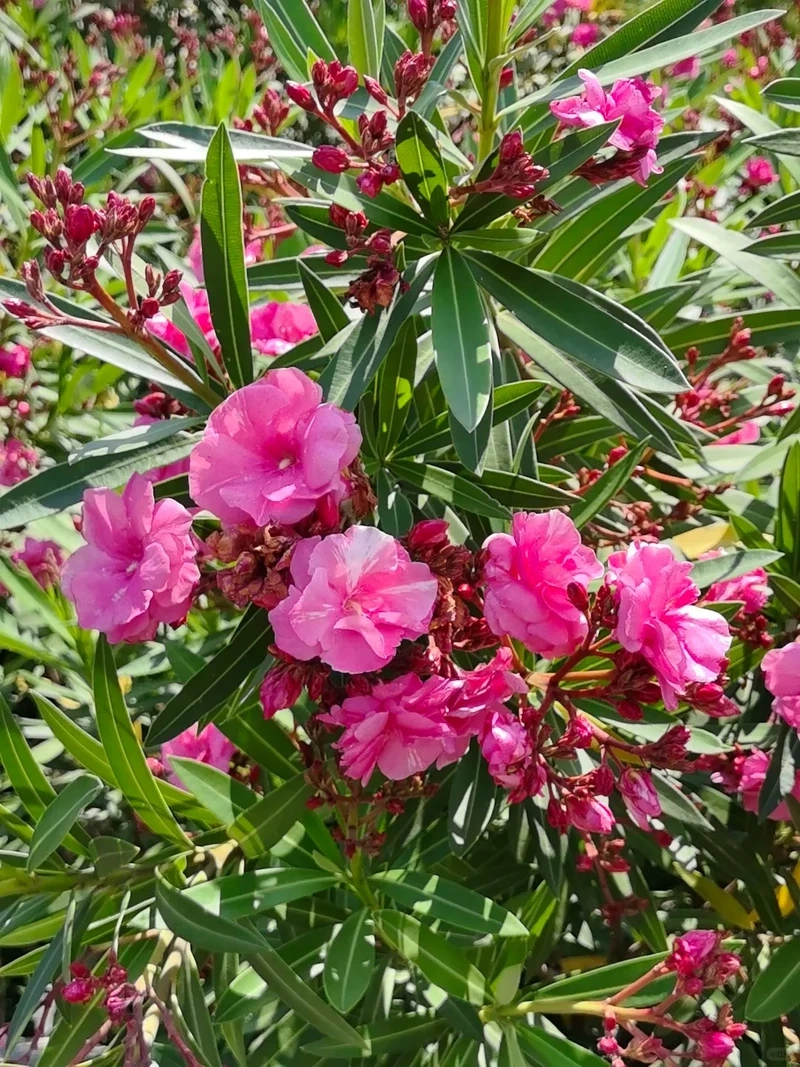 Chi tiết tinh xảo của hình nền hoa trúc đào cận cảnh