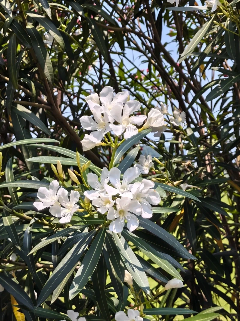 Vẻ đẹp hoài niệm từ hình nền hoa trúc đào vintage