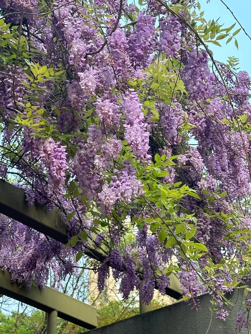 Ý nghĩa của hình nền hoa tử đằng 