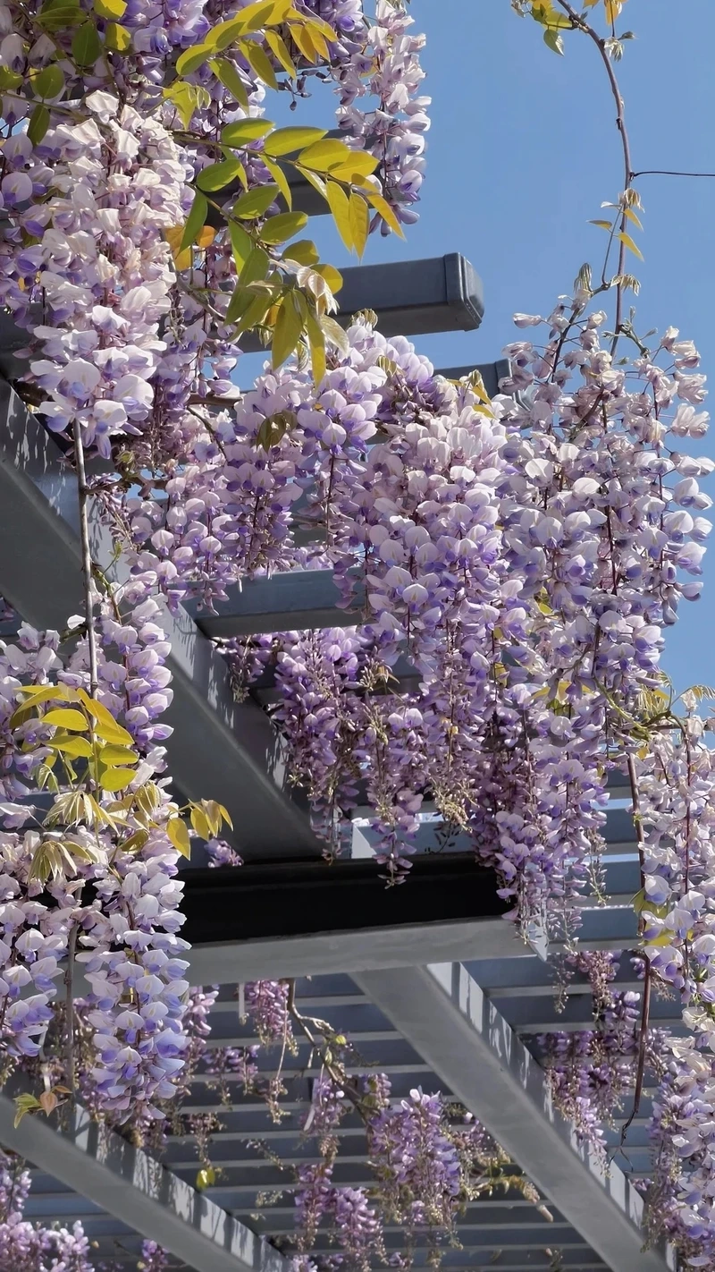 Tải ngay hình nền hoa tử đằng full hd đẹp mê ly