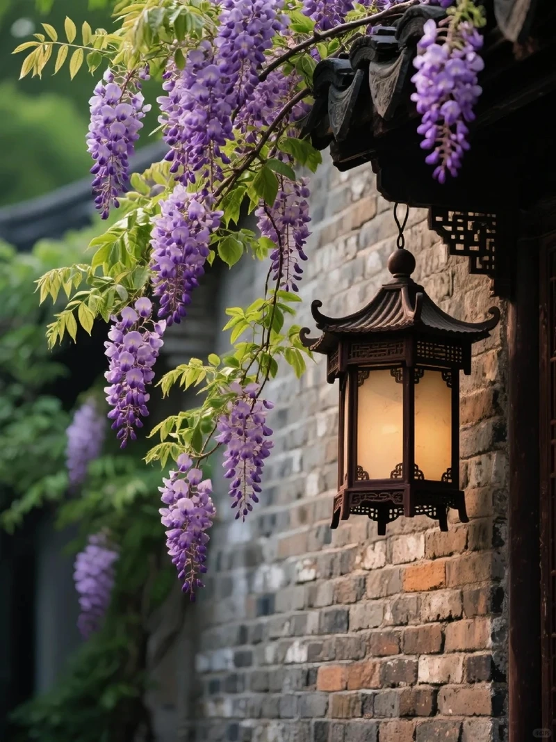 Gần gũi thiên nhiên qua hình nền hoa tử đằng thiên nhiên