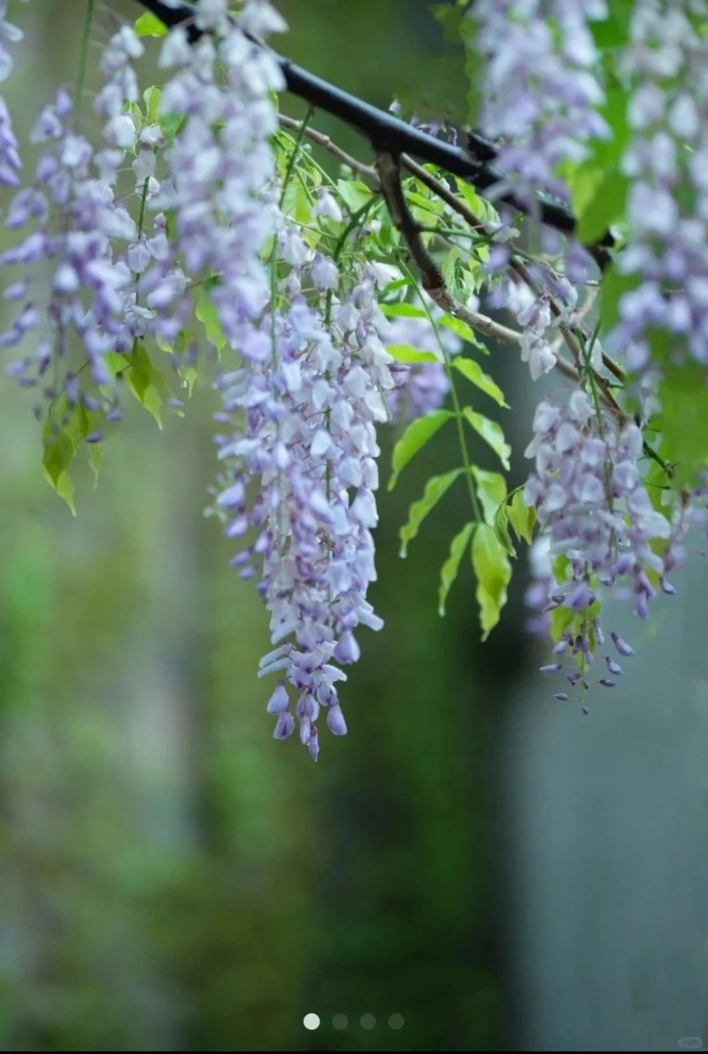 Thưởng thức vẻ đẹp hình nền hoa tử đằng nghệ thuật