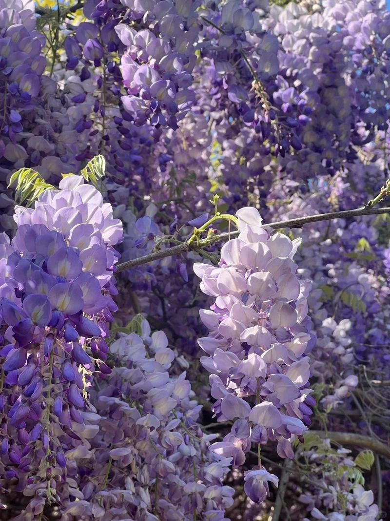 Sắc tím cuốn hút từ hình nền hoa tử đằng màu tím